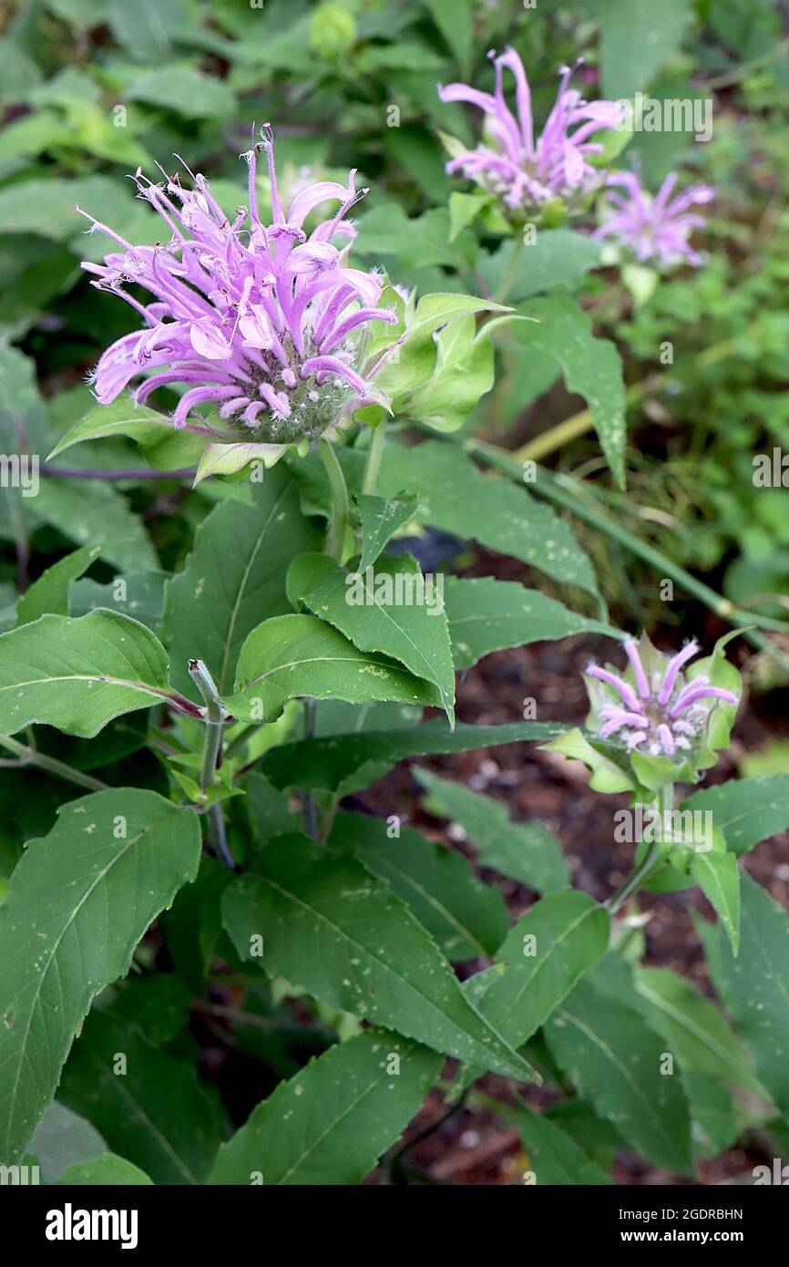 Monarda ‘Violet Queen’ bee balm Violet Queen – whorls of mauve violet flowers and mid green ovate leaves,  July, England, UK Stock Photo