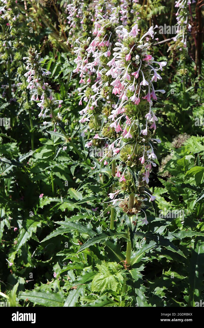 Morina longifolia long-leaved whorlflower – whorls of white and pink tubular flowers and spiny bracts on tall stems,  July, England, UK Stock Photo