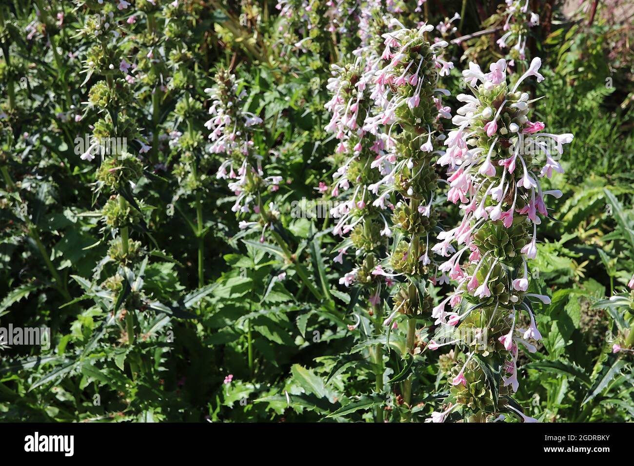Morina longifolia long-leaved whorlflower – whorls of white and pink tubular flowers and spiny bracts on tall stems,  July, England, UK Stock Photo