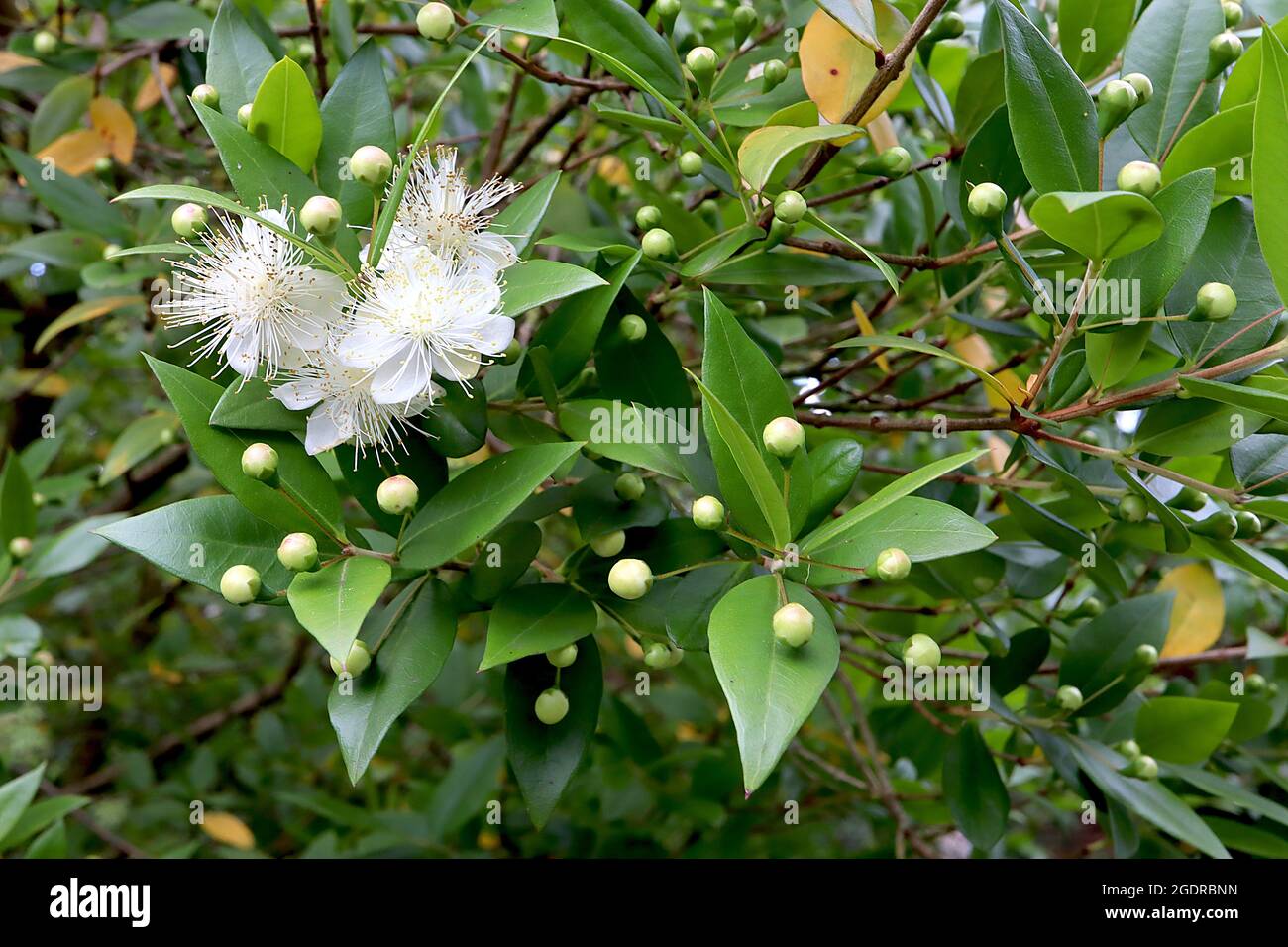 Myrtus communis common myrtle - white bowl-shaped flowers with multiple yellow-tipped stamens and glossy leaves,  July, England, UK Stock Photo