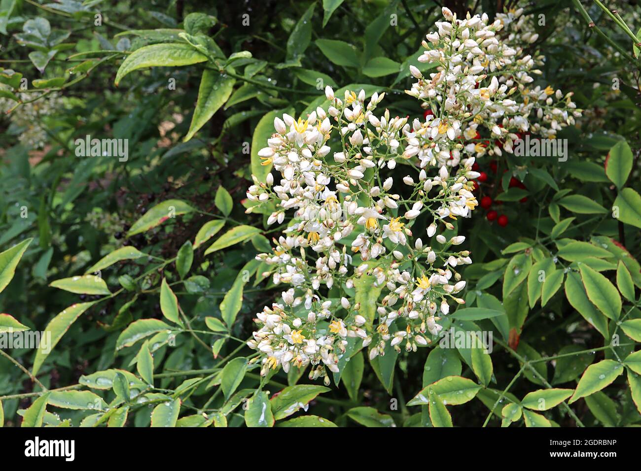 Nandina domestica Sacred bamboo – conical cluster sprays of tiny white flowers with yellow stamens,  July, England, UK Stock Photo