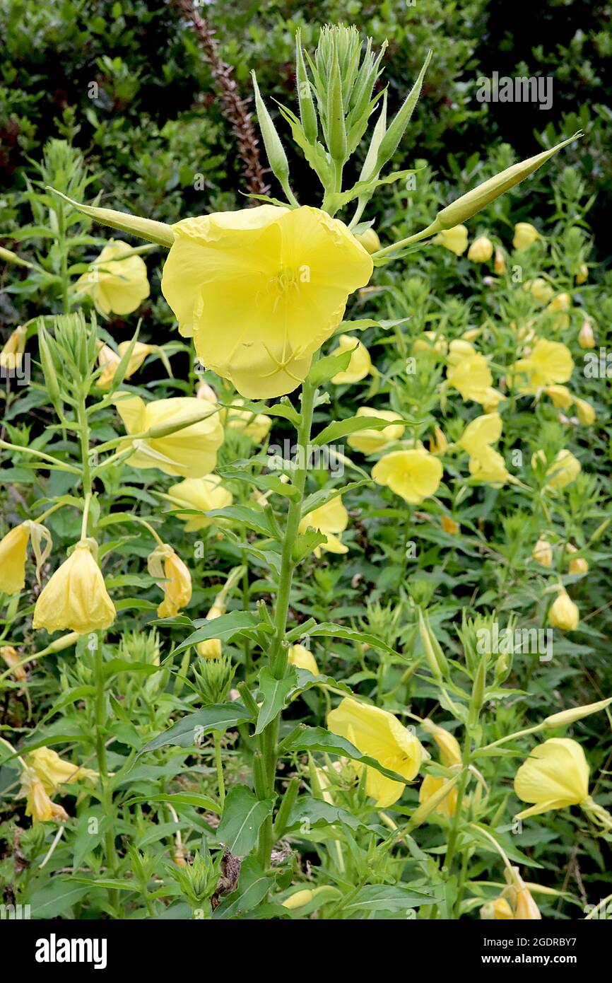 Oenothera fruticosa narrow-leaf evening primrose – bowl-shaped light yellow flowers and small narrow leaves on tall stems,  July, England, UK Stock Photo