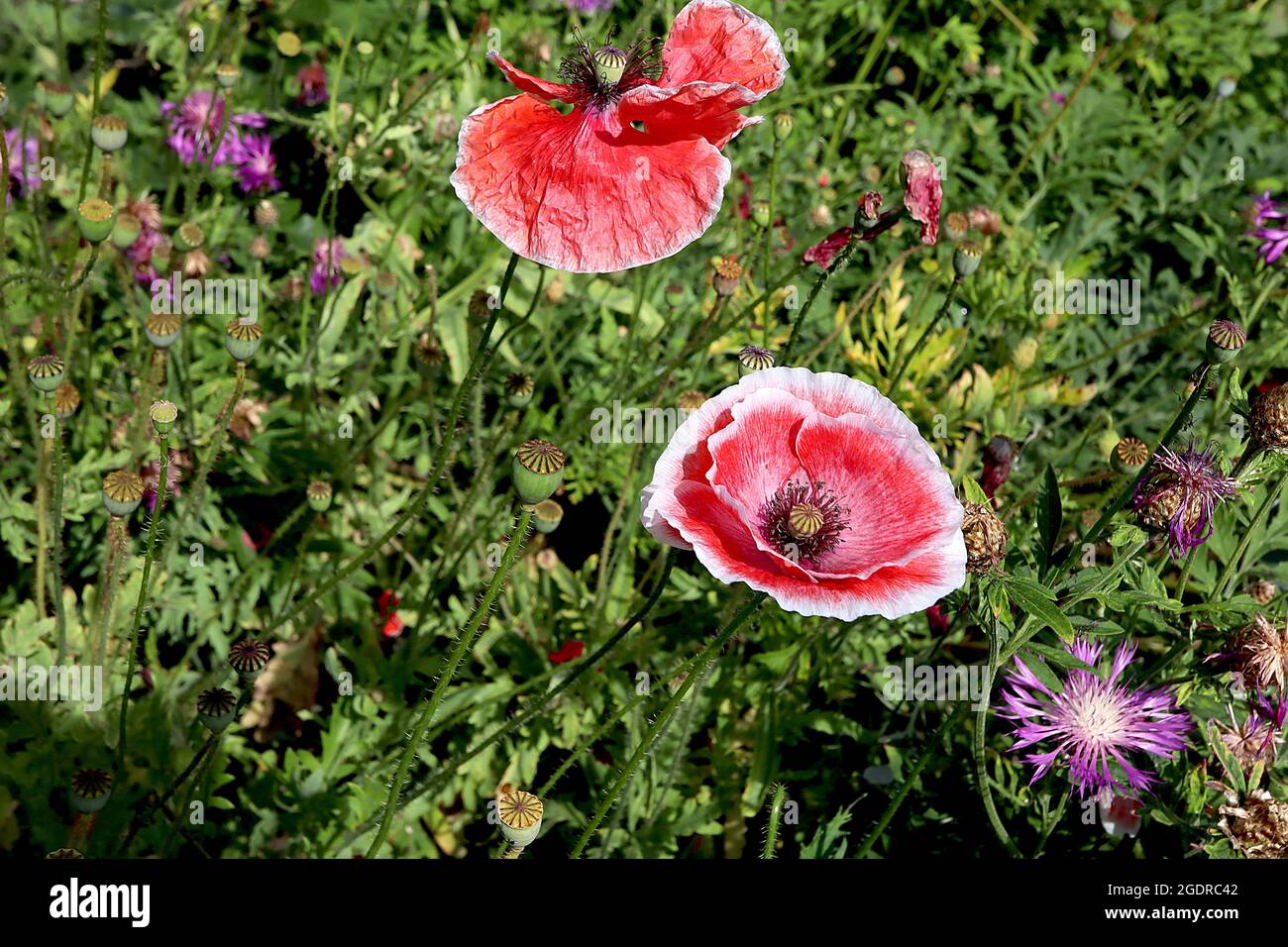 Papaver rhoeas Shirley Double Mixed corn poppy ‘Shirley Double Mixed’ – red flowers with white margins and centre, creased petals,  July, England, UK Stock Photo