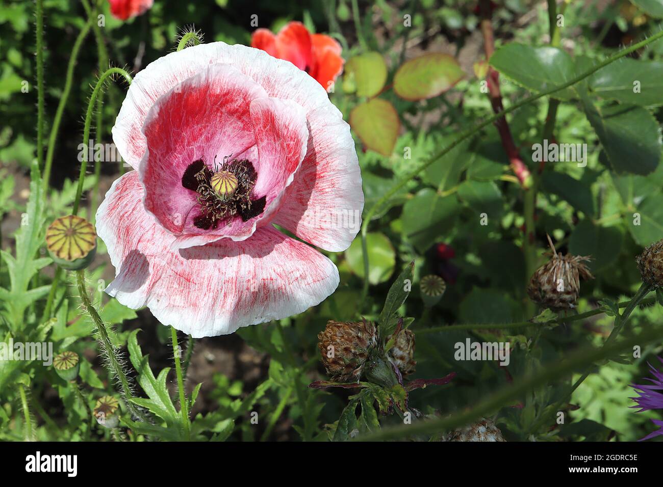 Papaver rhoeas Shirley Double Mixed corn poppy ‘Shirley Double Mixed’ – mottled red pink and white flowers with creased petals,  July, England, UK Stock Photo