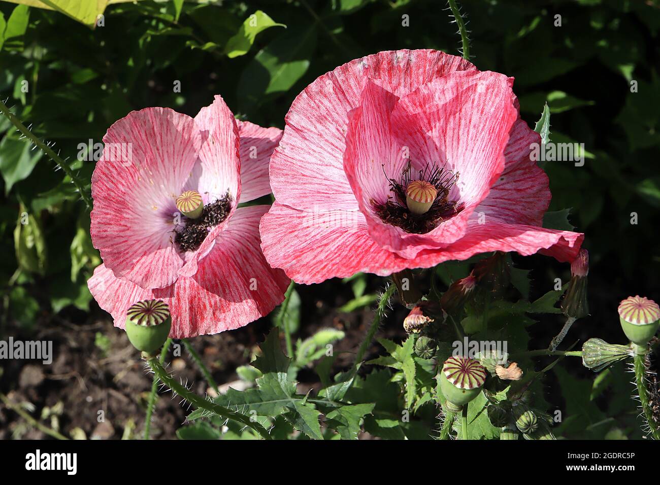 Papaver rhoeas Shirley Double Mixed corn poppy ‘Shirley Double Mixed’ – mottled red pink and white flowers with creased petals,  July, England, UK Stock Photo