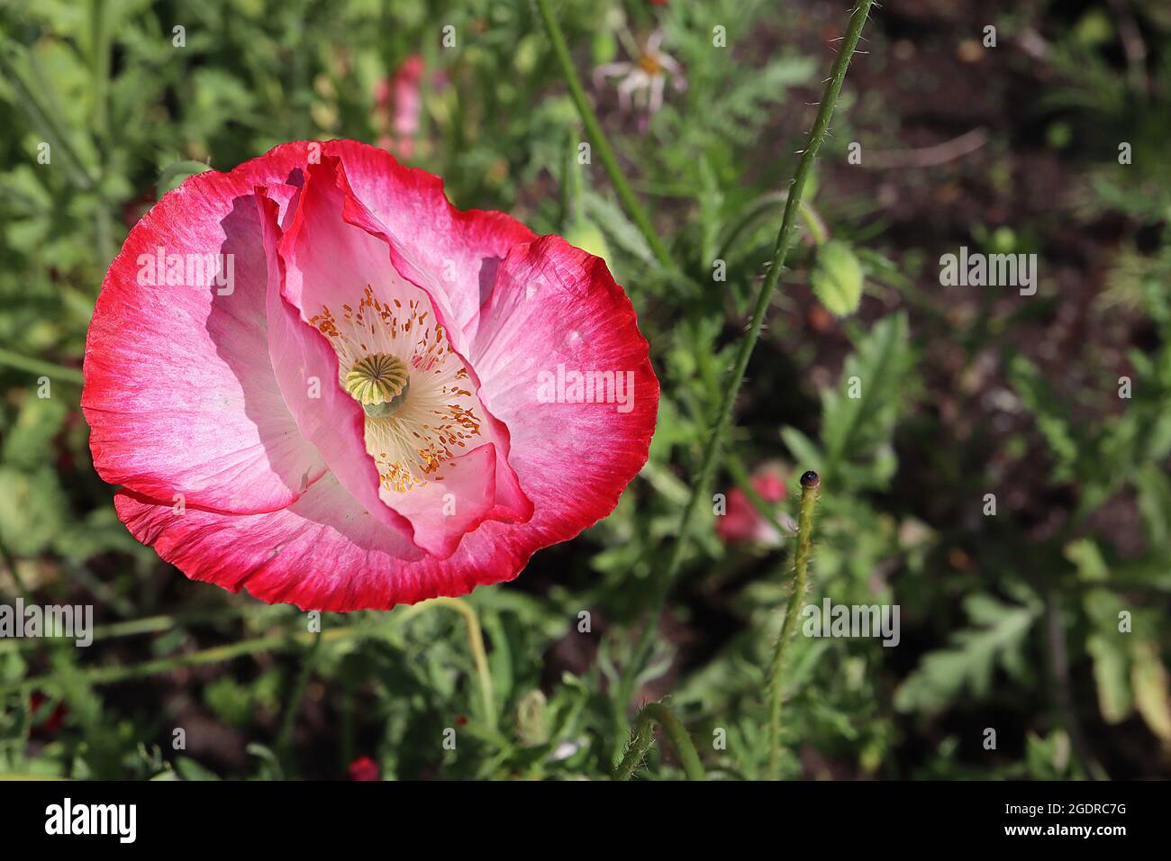 Pink papaver poppy shirley hires stock photography and images Alamy