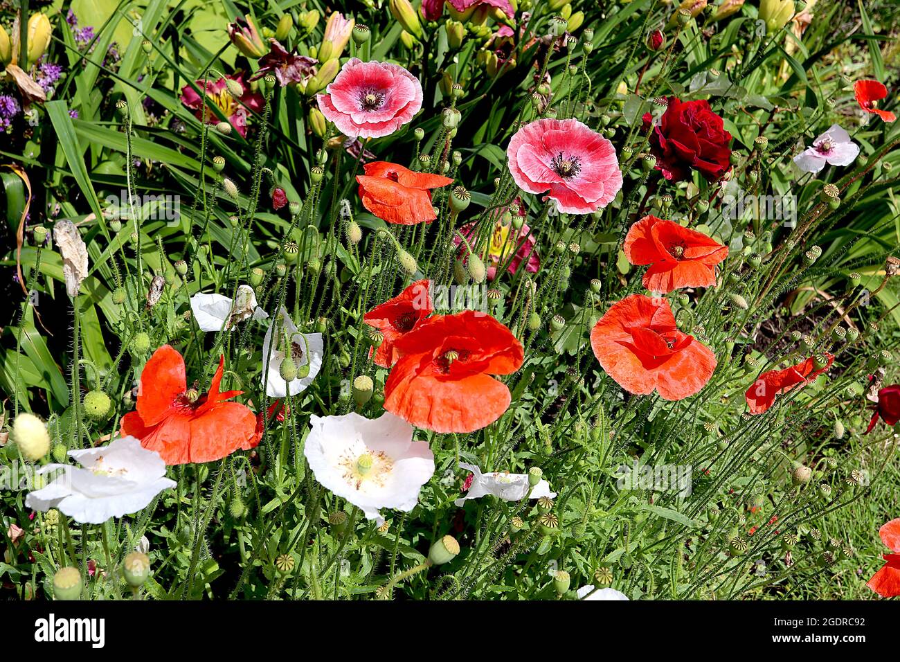 Papaver rhoeas Shirley Double Mixed corn poppy ‘Shirley Double Mixed’ – mixed red, white and mottled flowers with creased petals,  July, England, UK Stock Photo