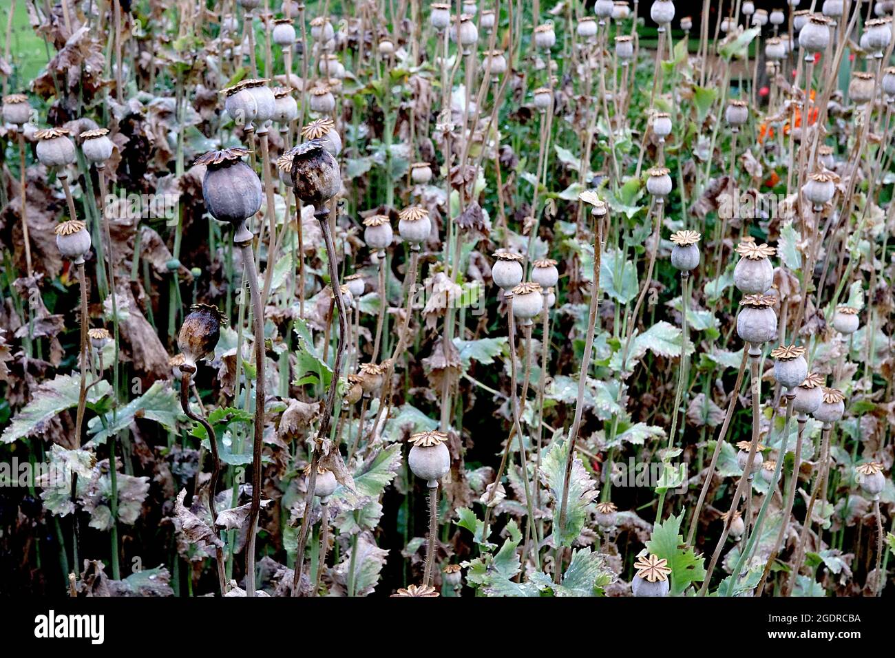 Papaver somniferum SEED CAPSULES opium poppy – round capsules topped with flattened stigmas on tall stems,  July, England, UK Stock Photo