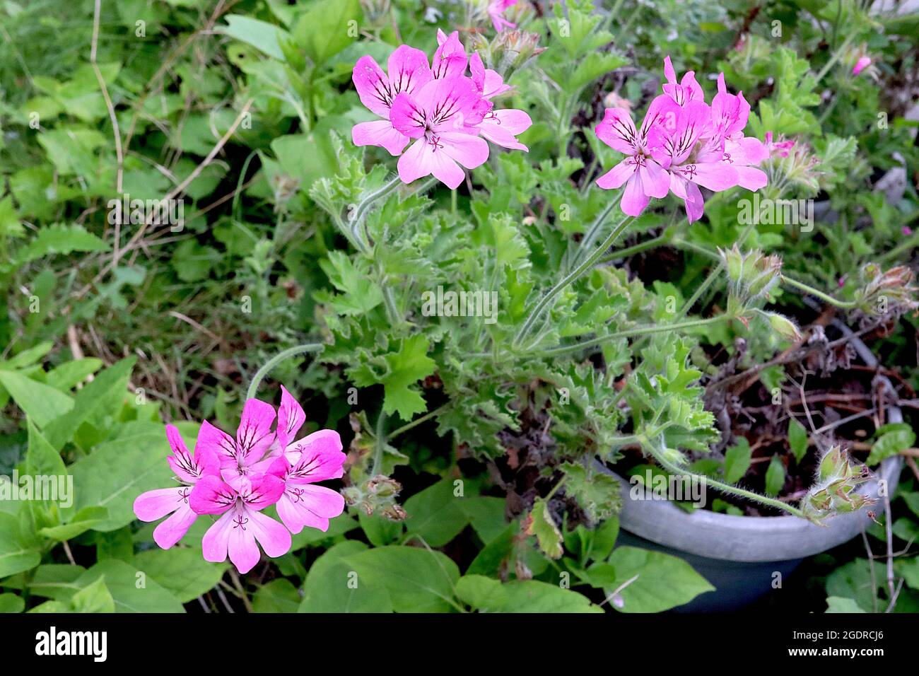 Pelargonium capitatum ‘Pink Capitatum’ rose-scented geranium Pink Capitatum - deep pink flowers with white centre and purple markings, rose scented Stock Photo