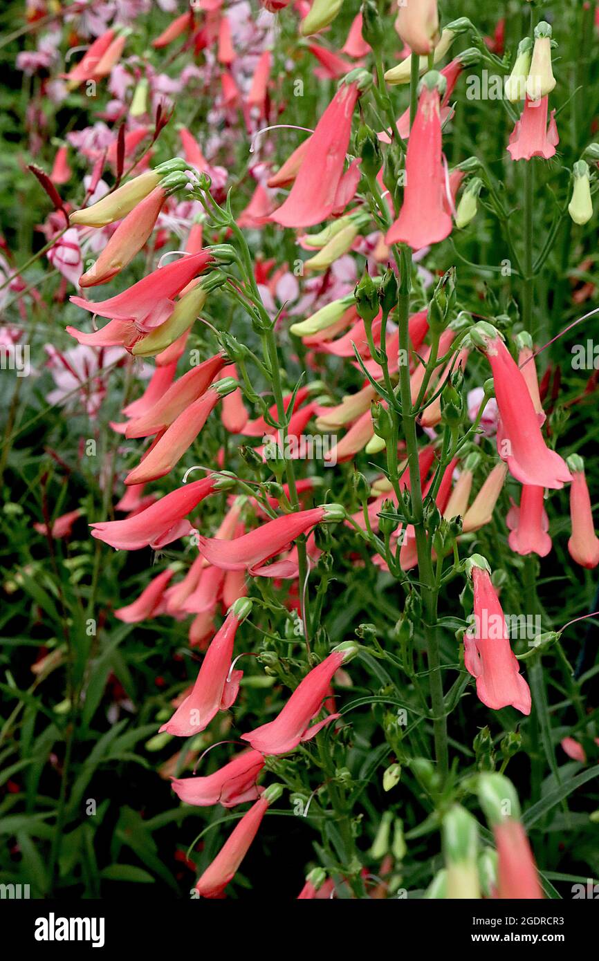 Penstemon barbatus ‘Roseus’ beardlip penstemon Roseus - upright panicles of bell-shaped coral pink flowers,  July, England, UK Stock Photo