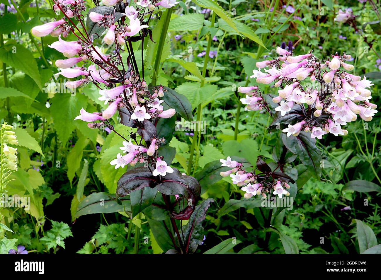 Penstemon ‘Dark Towers’ beardtongue Dark Towers - upright panicles of bell-shaped light pink flowers and white throat streaked pink, purple black oval Stock Photo