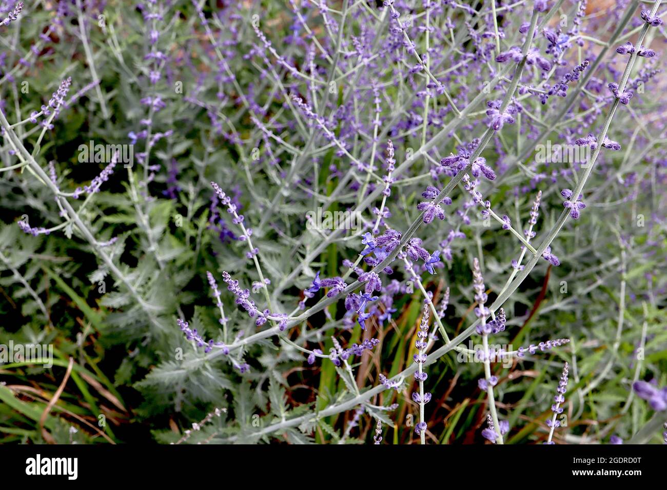 Perovskia atriplicifolia Salvia yangii Russian sage – long racemes of tiny tubular violet blue flowers and deeply serrated grey green leaves,  July,UK Stock Photo