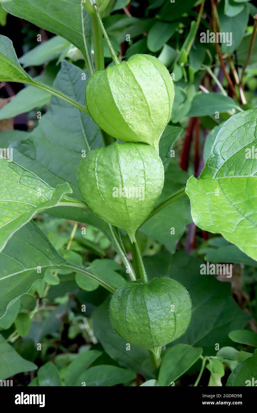 Physalis alkekengi var franchetii Chinese lantern – mid green inflated calyx and large mid green ovate leaves,  July, England, UK Stock Photo