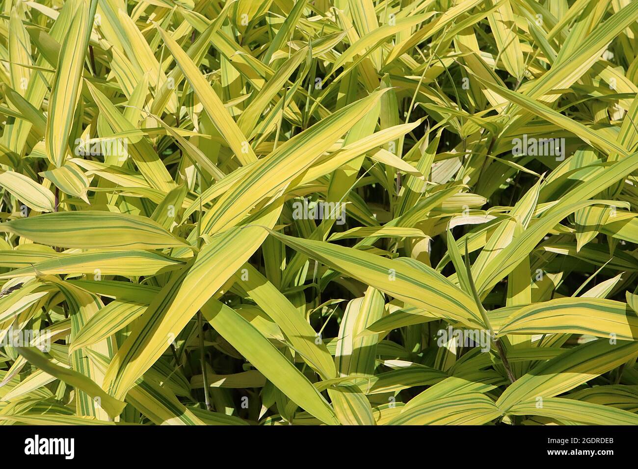 Pleioblastus viridistriatus ‘Auricoma’ dwarf greenstripe bamboo – lance-shaped yellow leaves with green stripes on purple green stems,  July, England, Stock Photo