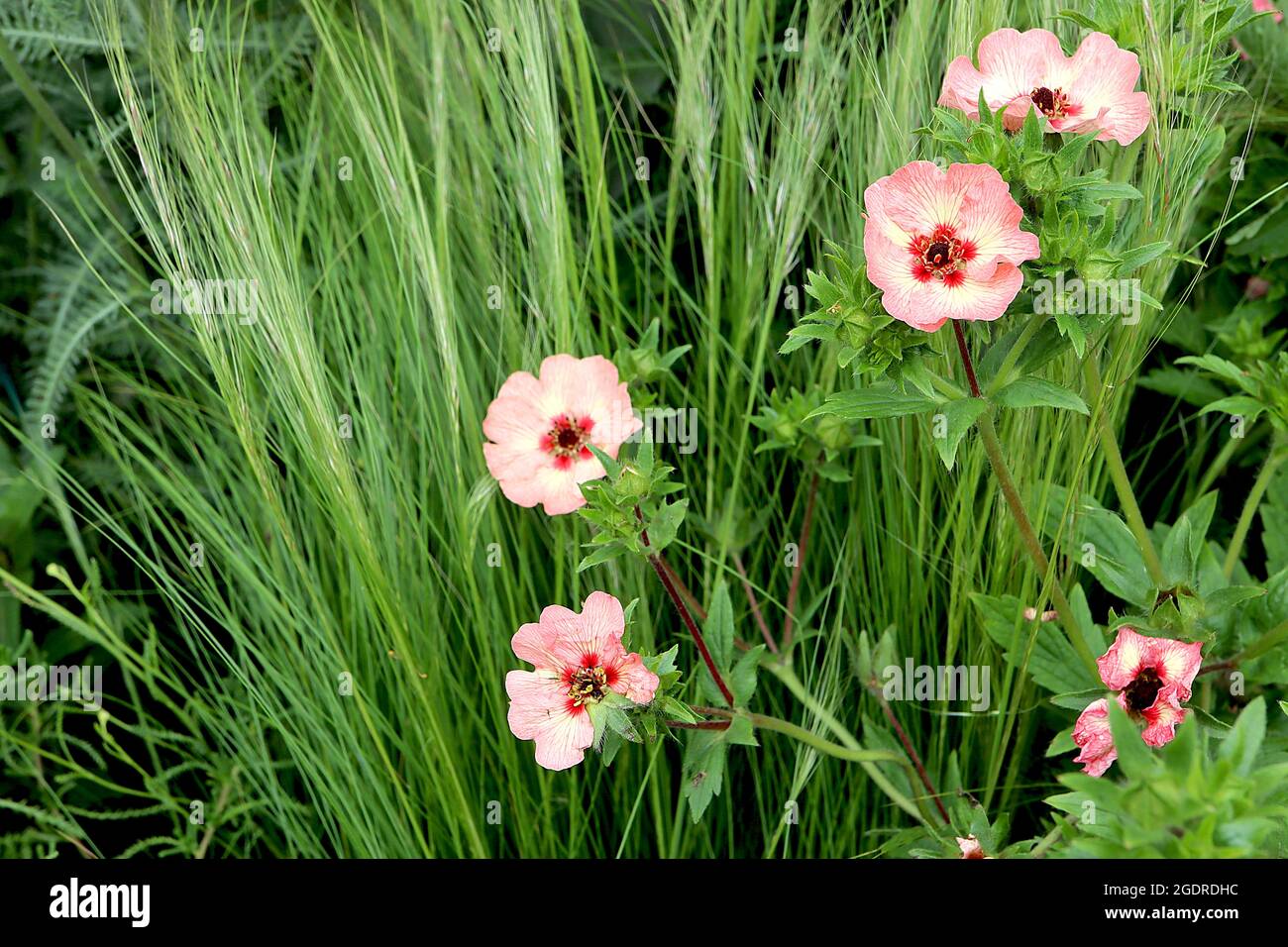 Potentilla x hopwoodiana Hopwood’s cinquefoil – dusky pink veined flowers with cream blotches, circular red basal marks and brown centre,  July, UK Stock Photo