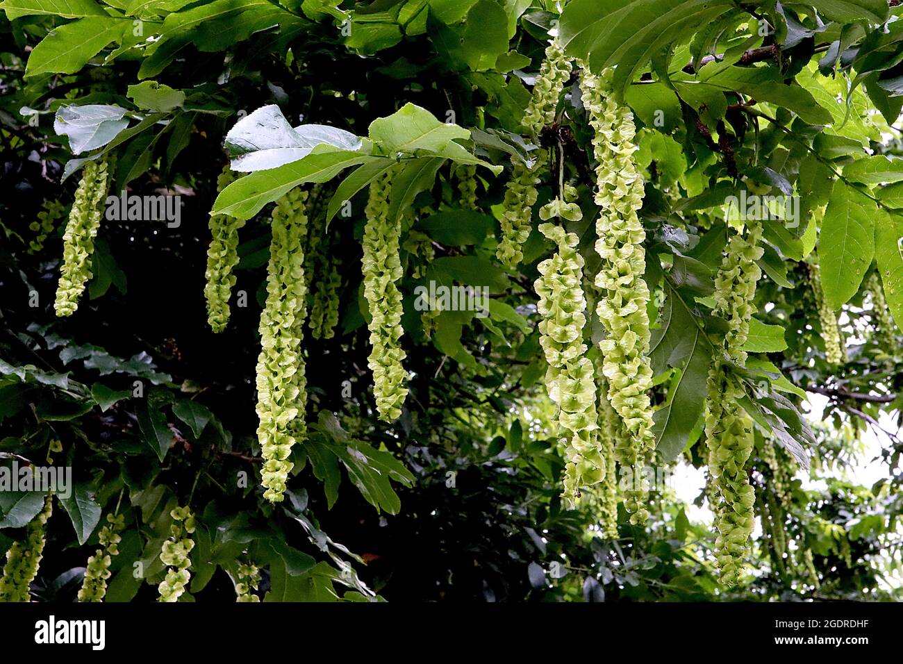 Flat seed pods hires stock photography and images Alamy
