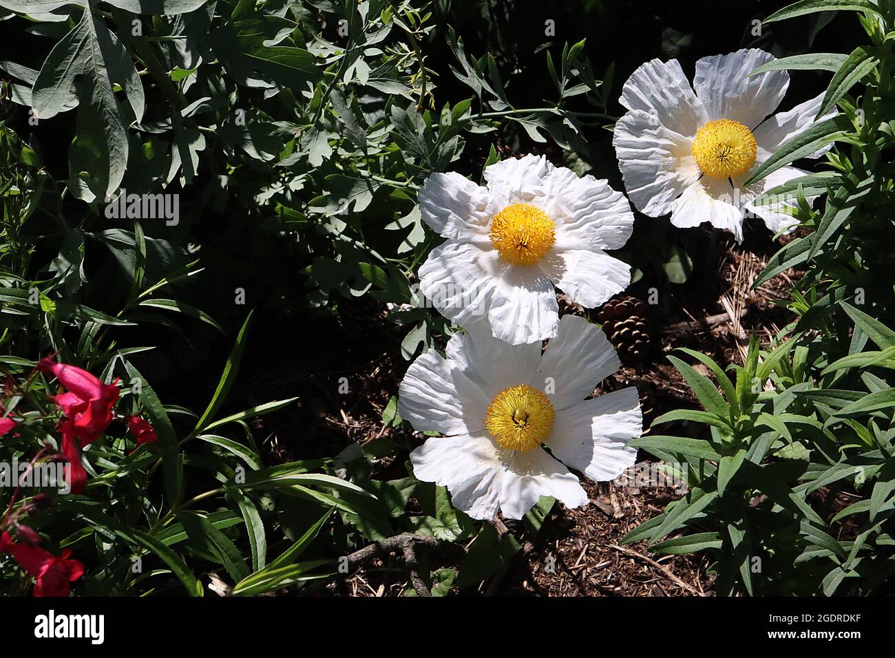 Romneya coulteri California tree poppy – large crinkled poppy-like flowers with white outer petals and yellow stamen boss,  July, England, UK Stock Photo