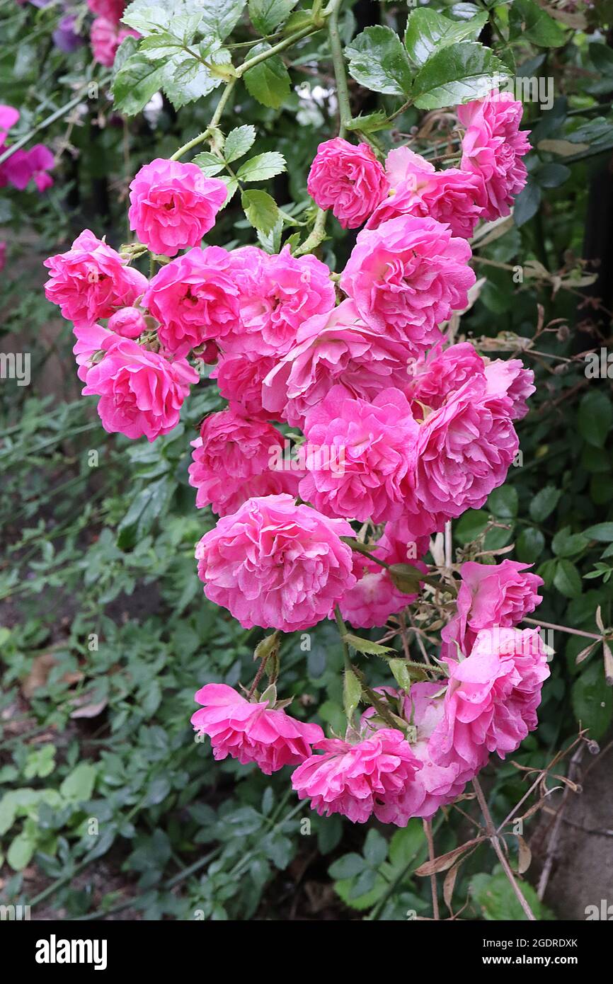 Rosa ‘Raubritter’ (hybrid macrantha shrub rose) rose Raubritter – large clusters of double deep and medium pink flowers,  July, England, UK Stock Photo