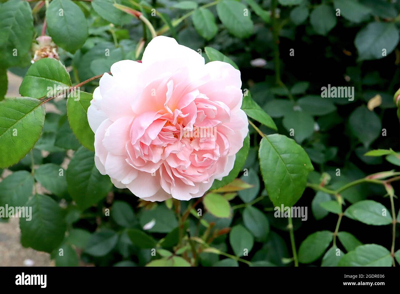 Rosa ‘Wife of Bath’ (shrub rose) rose Wife of Bath – medium sized pale pink double flowers,  July, England, UK Stock Photo