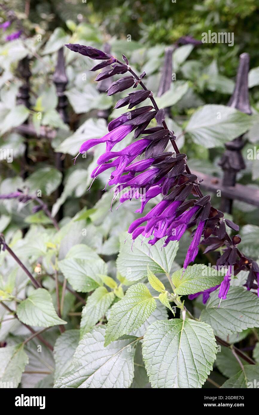 Salvia ‘Amistad‘ Sage Amistad – deep purple tubular flowers on black stems, July, England, UK Stock Photo