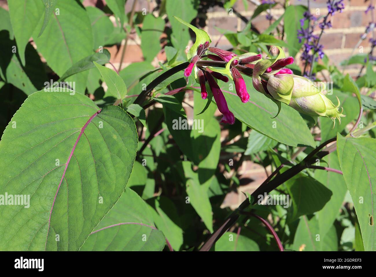 Salvia involucrata ‘Boutin’ rosy-leaf sage – tubular deep purple flowers and sage-like leaves,  July, England, UK Stock Photo