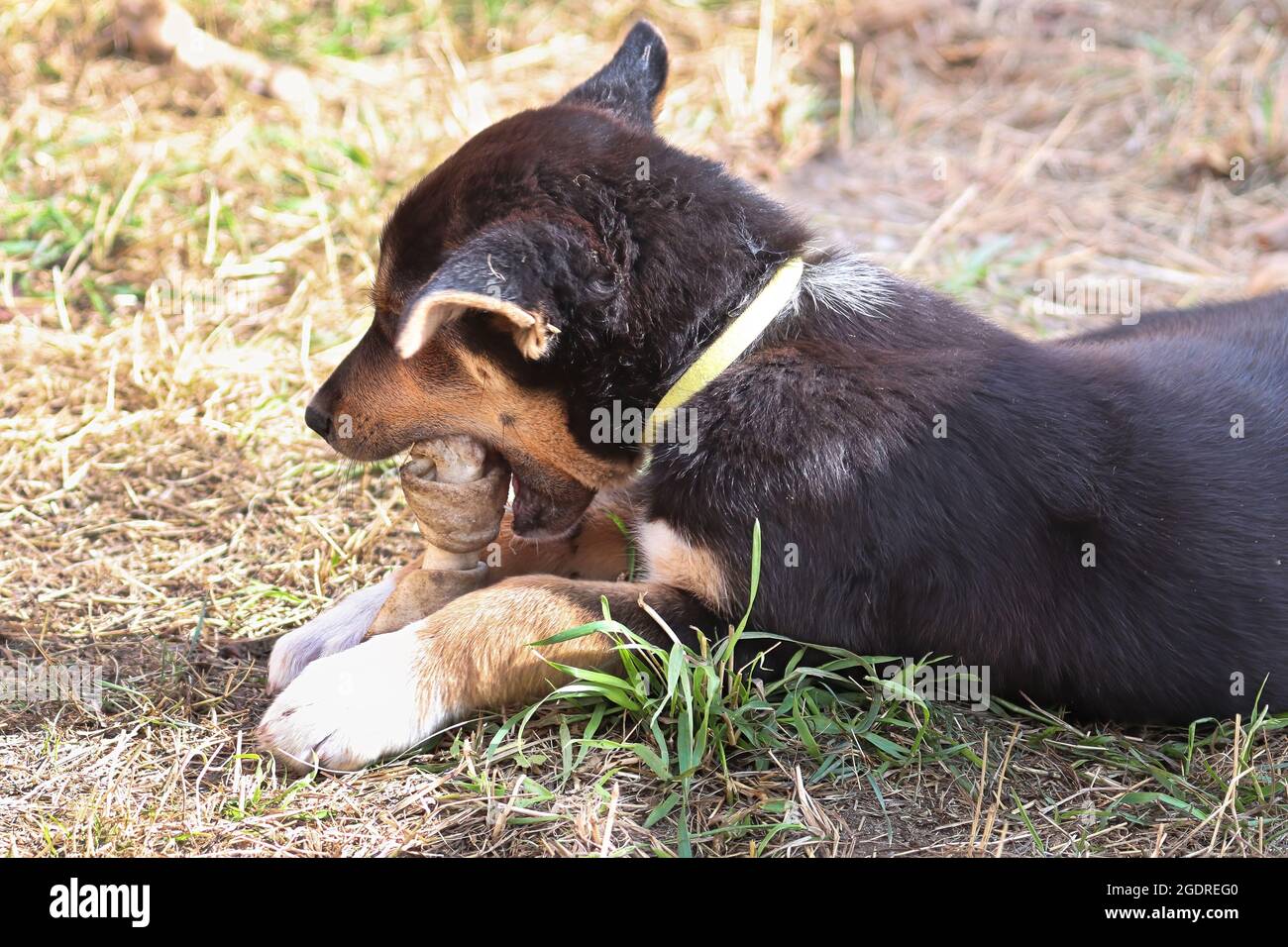 A young puppy chews on a leather bone Stock Photo