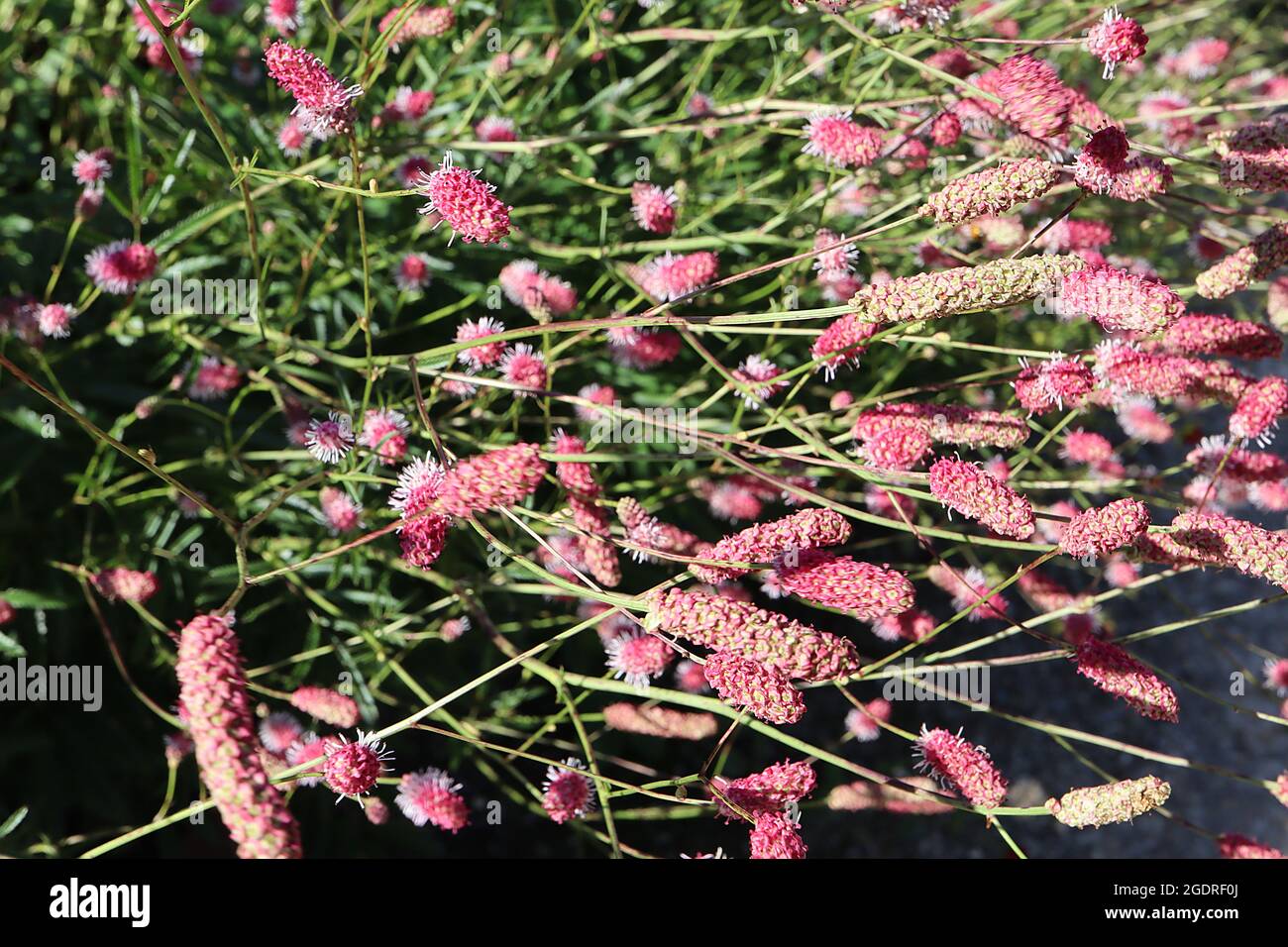 Sanguisorba officinalis ‘Pink Tanna’ great burnet Pink Tanna – mass of cylindrical clusters of deep pink flowers on wiry stems,  July, England, UK Stock Photo