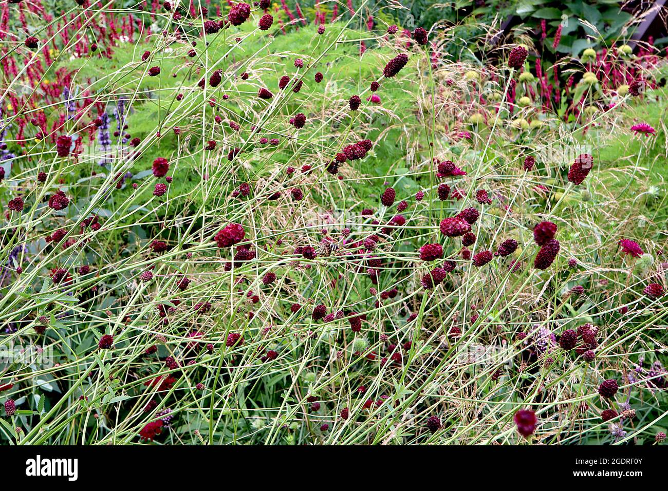 Sanguisorba officinalis ‘Tanna’ great burnet Tanna - mass of short cylindrical clusters of crimson red flowers on wiry stems,  July, England, UK Stock Photo