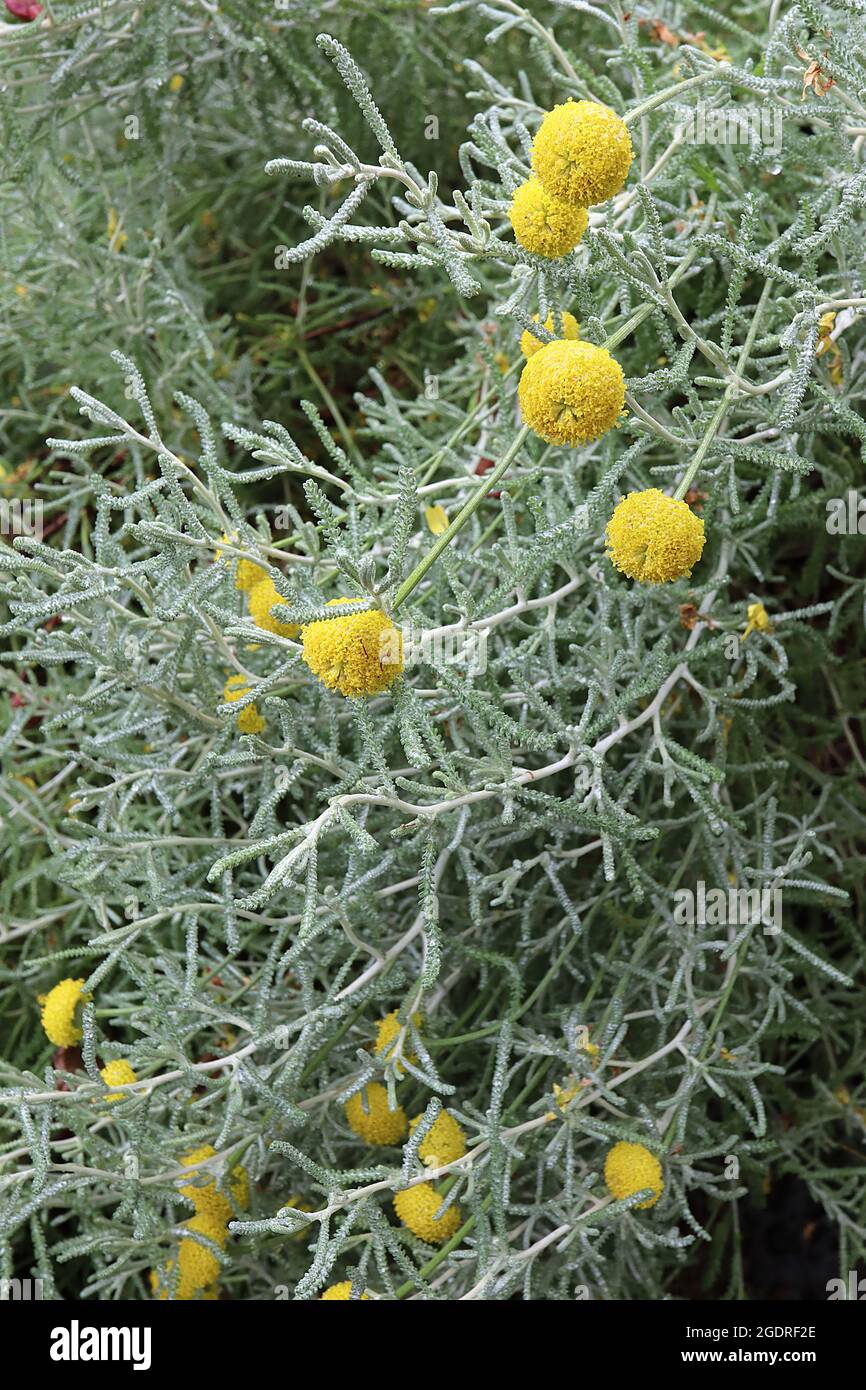 Santolina chamaecyparissus cotton lavender – yellow button-like flowers and silver grey pinnately dissected leaves,  July, England, UK Stock Photo