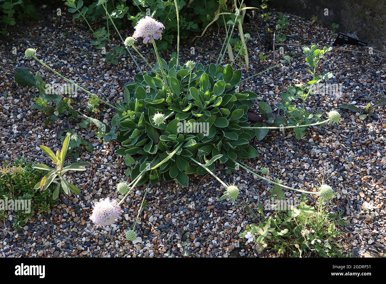 Scabiosa albocincta white outlined scabious – lilac pincushion flowers with very long stems and basal mid green leaves with white outline,  July, UK Stock Photo