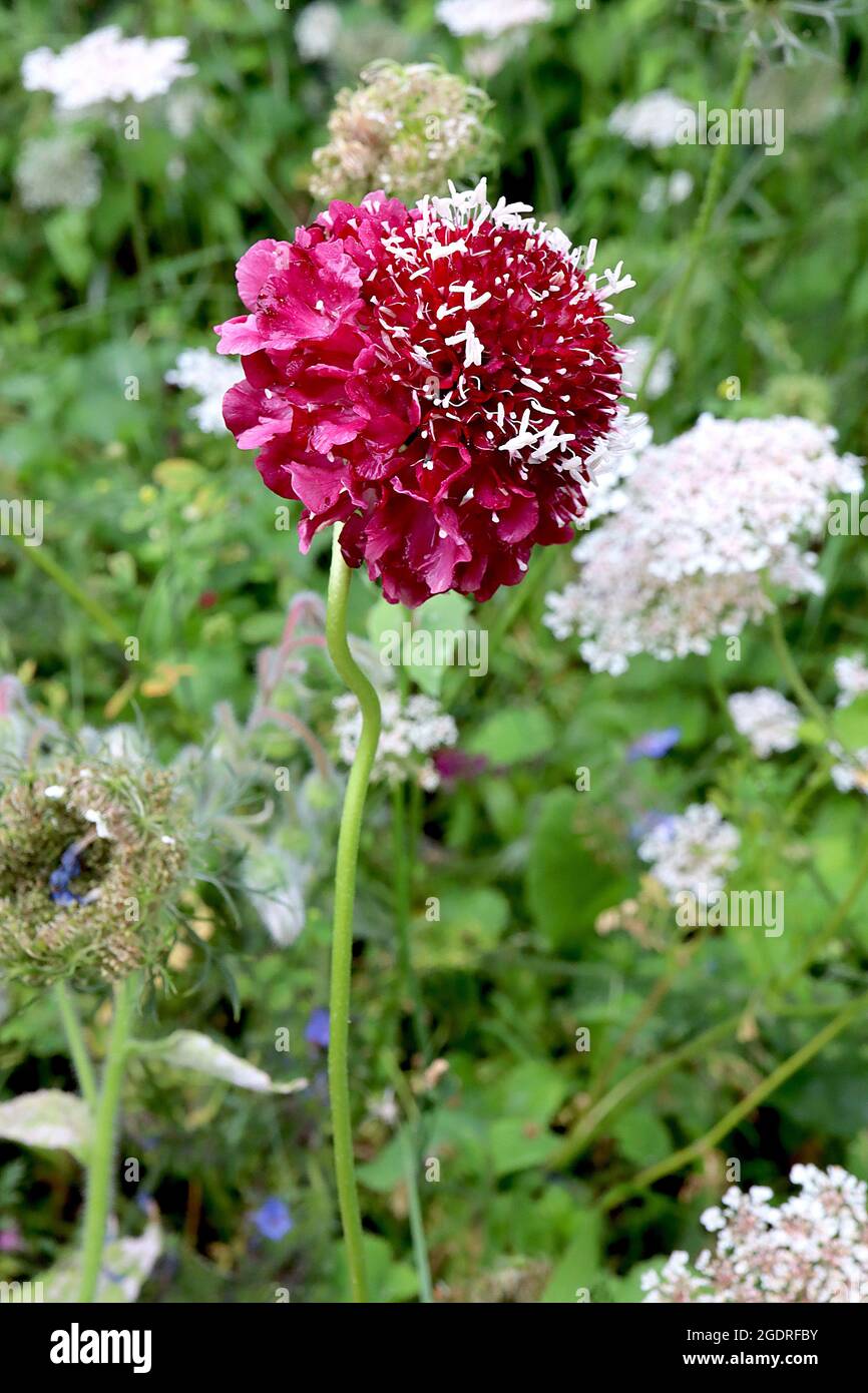 Scabiosa ‘Focal Scoop Hot Pink’ Scabious Hot Pink – large domed double cerise pincushion flowers,  July, England, UK Stock Photo