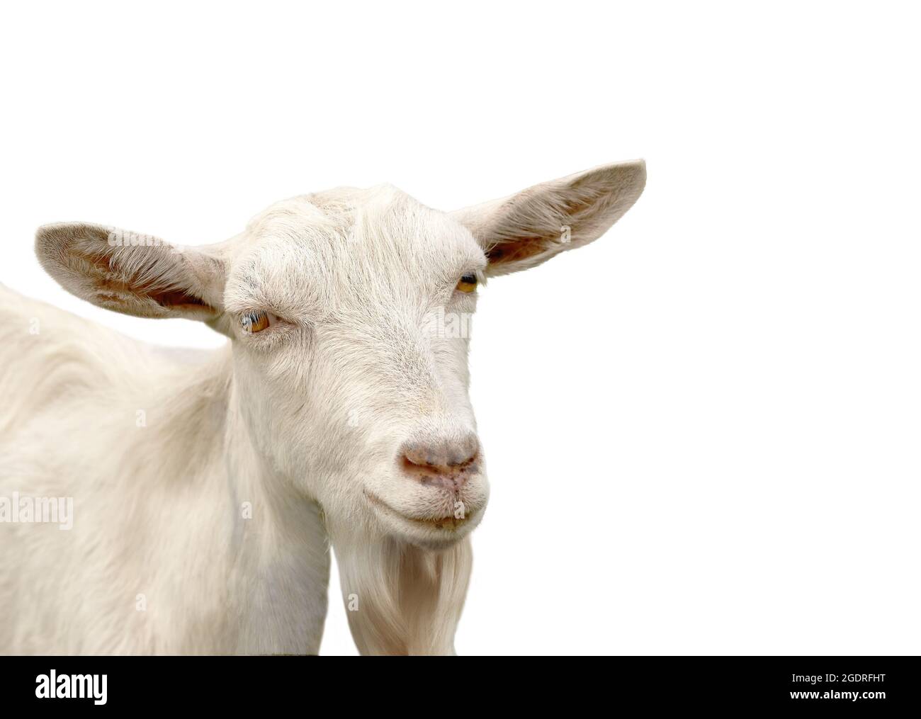 Portrait of a white hornless dairy goat with orange eyes Stock Photo