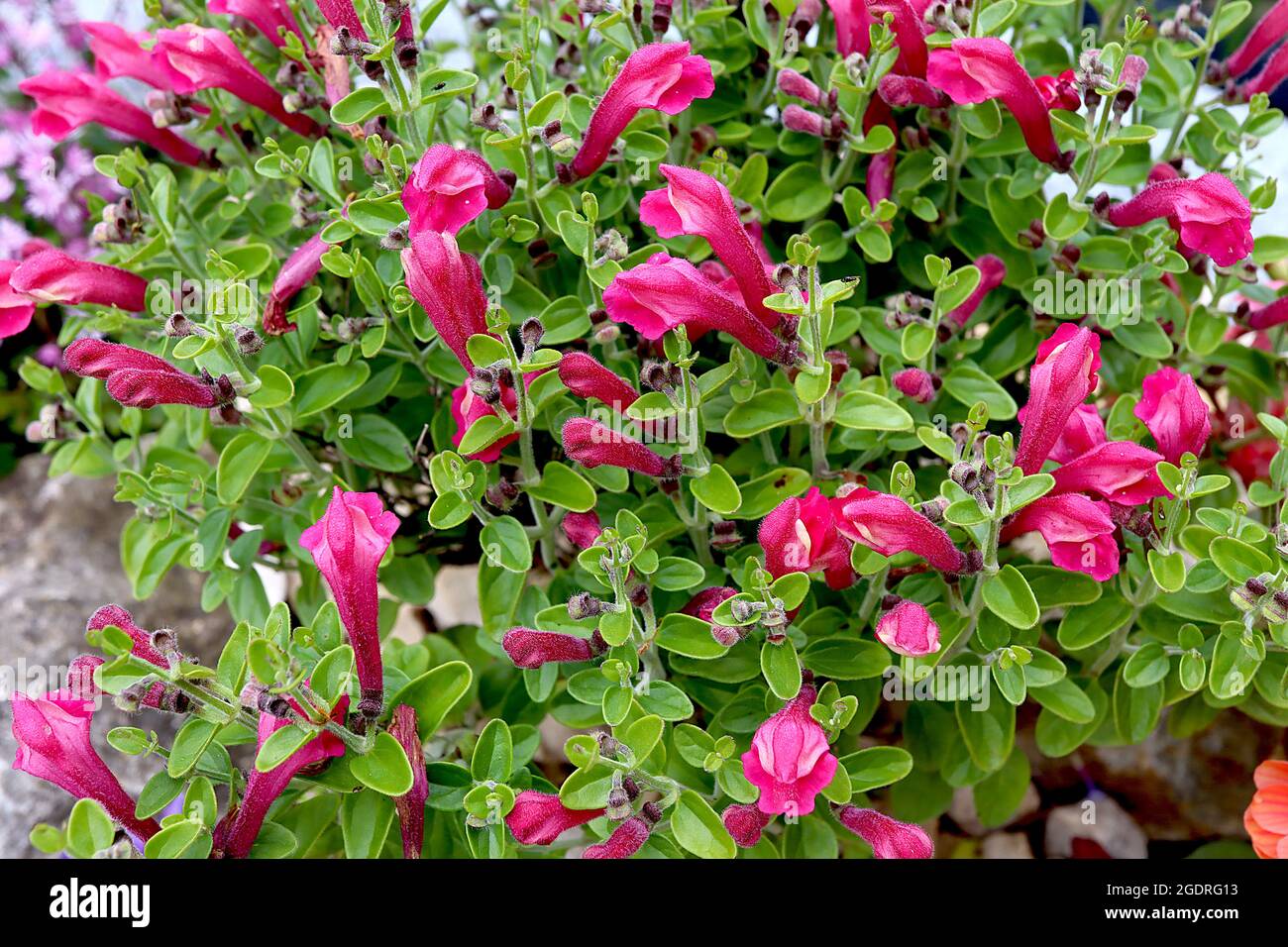 Scuttelaria suffrutescens ‘Texas Rose’ skullcap Texas Rose – salvia-like flowers with deep pink petals, small oval mid green leaves,  July, England,UK Stock Photo