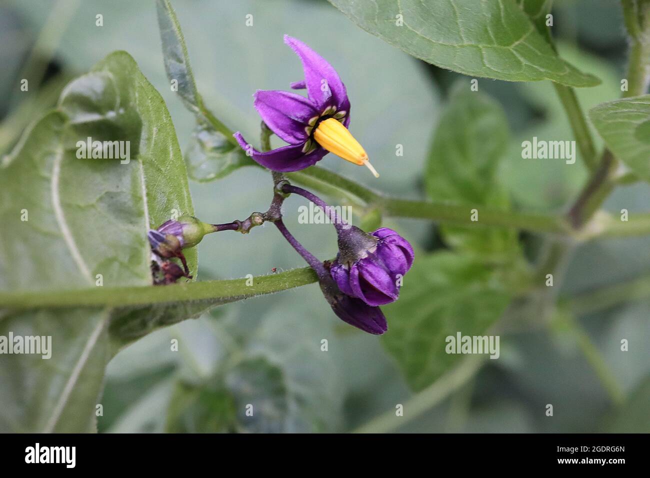 Solanum Dulcamara Bittersweet Nightshade Deep Purple Flowers With Reflexed Petals And Fused Yellow Stamens Large Lobed Leaves July England Uk Stock Photo Alamy