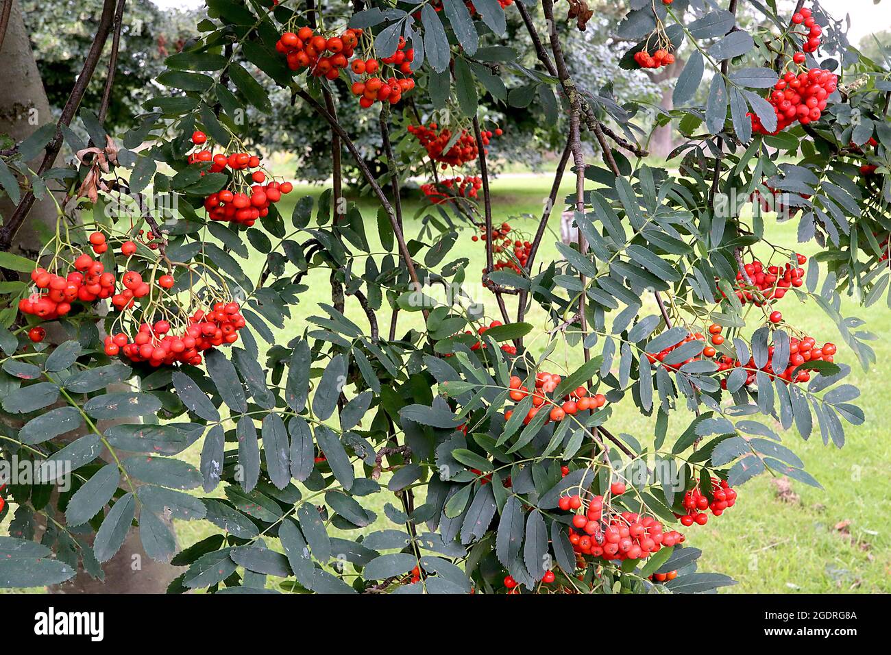 Rowan sheerwater hi res stock photography and images alamy