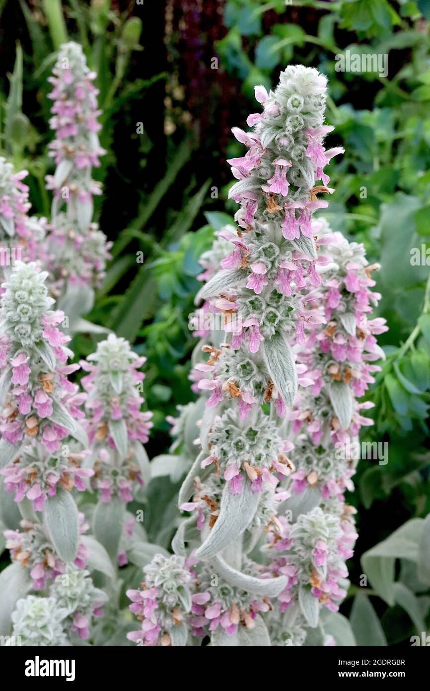 Stachys byzantina ‘Silver Carpet’ lamb's ear soft thick woolly silver