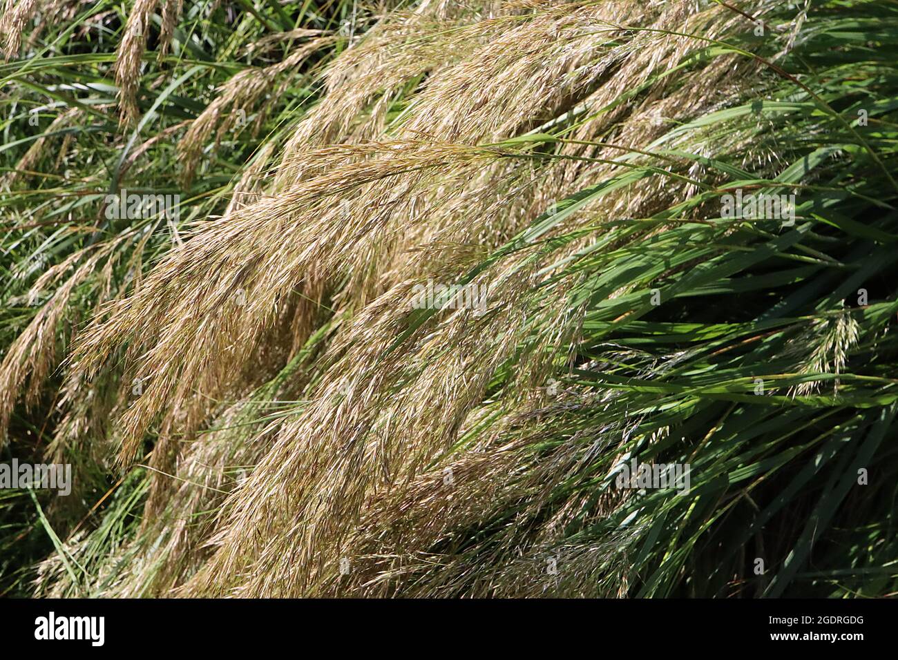 Stipa calamagrostis rough feather grass – long feathery arching plumes of buff panicles and mid green stems,  July, England, UK Stock Photo