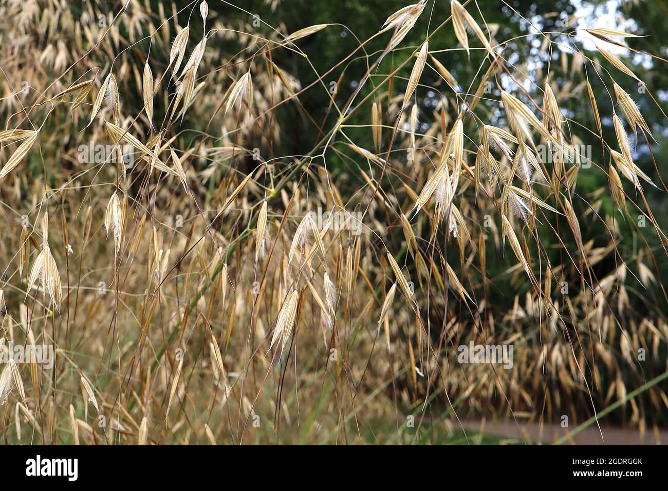 Stipa gigantea golden oats – widely spaced buff gold spikelets in loose panicles on very tall green stems,  July, England, UK Stock Photo
