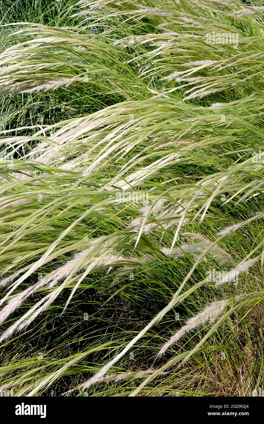 Stipa ichu Peruvian feather grass – long feathery arching plumes of silver white flowers and narrow mid green leaves,  July, England, UK Stock Photo
