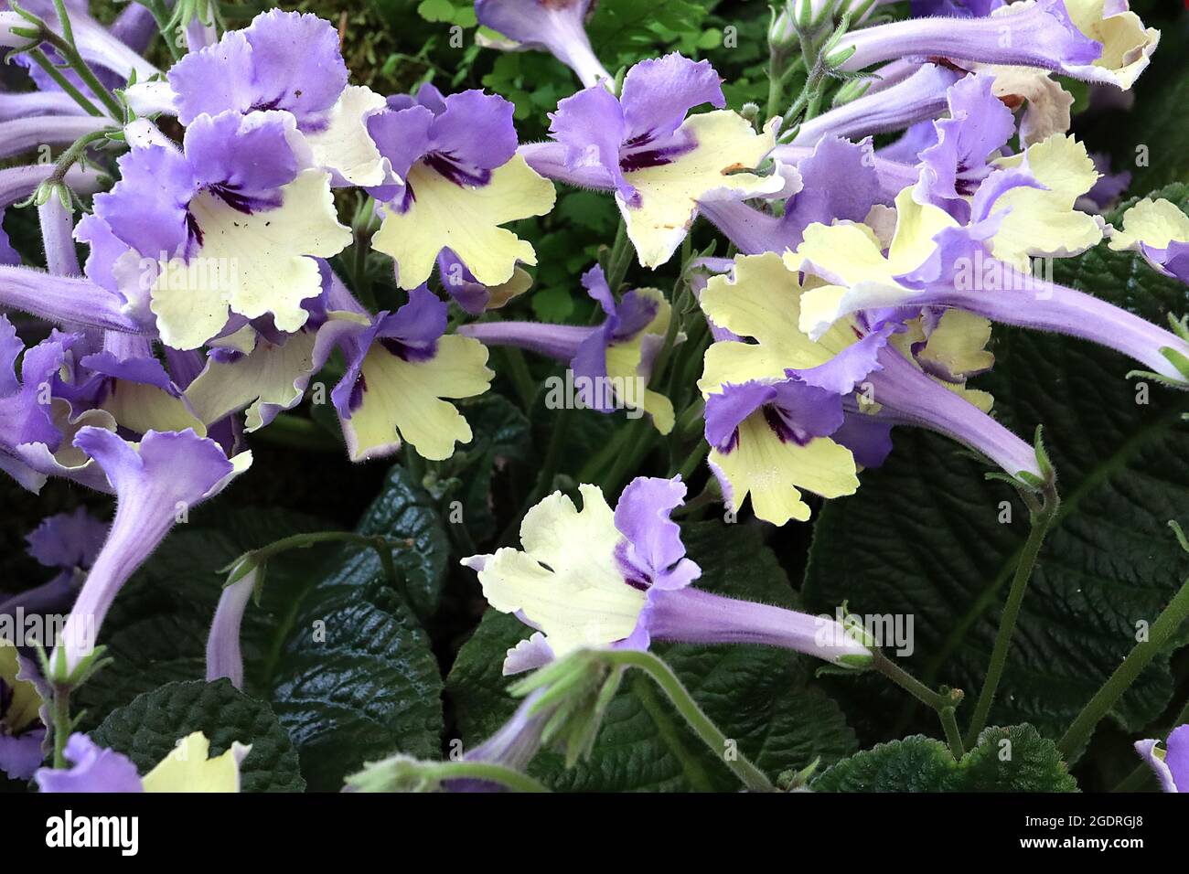 Streptocarpus ‘Harlequin Blue’ Cape primrose Harlequin Blue – violet blue flat-funnelled flowers, pale yellow throat with dark purple lateral stripes, Stock Photo