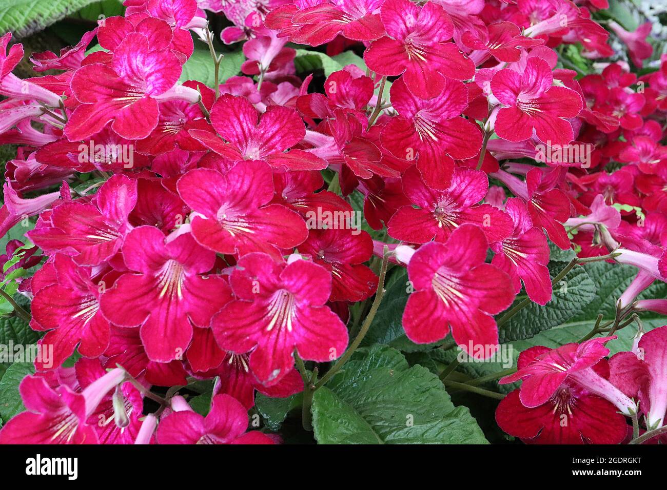Streptocarpus ‘Hope’ Cape primrose Hope – deep pink flat-funnelled flowers with wide red margins, shallow white throat with pale yellow signals,  July Stock Photo