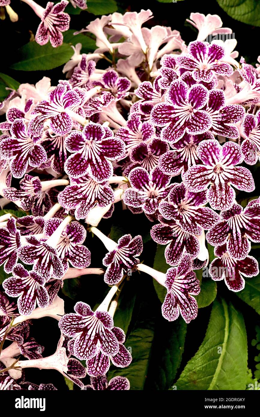 Streptocarpus ‘Polka Dot Purple’ Cape primrose Polka Dot Purple - white flat-funnelled flowers with crimson veins and purple mottle,  July, England,UK Stock Photo
