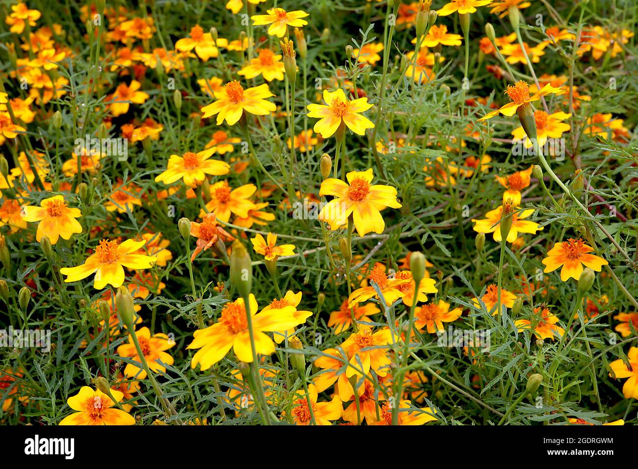 Tagetes tenuifolia ‘Golden Gem’ signet marigold Golden Gem – golden yellow flowers with orange markings and notched petals, flower crown of orange Stock Photo