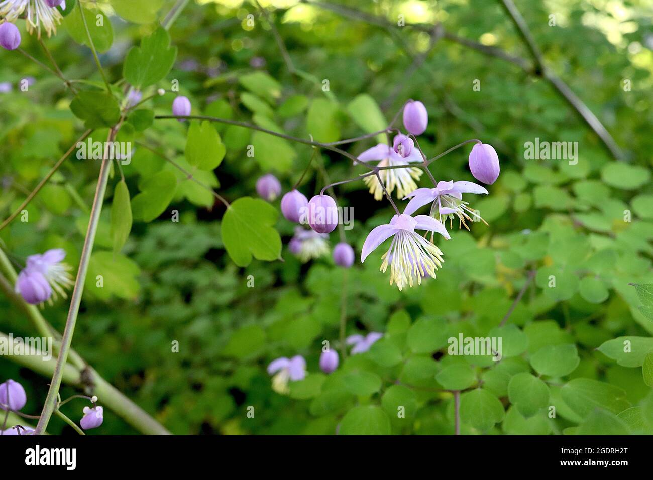 Thalictrum delavayi ‘Ankum’ Chinese meadow rue Ankum – airy panicles of pendulous mauve flowers with long white yellow-tipped stamens, tall stems, Stock Photo