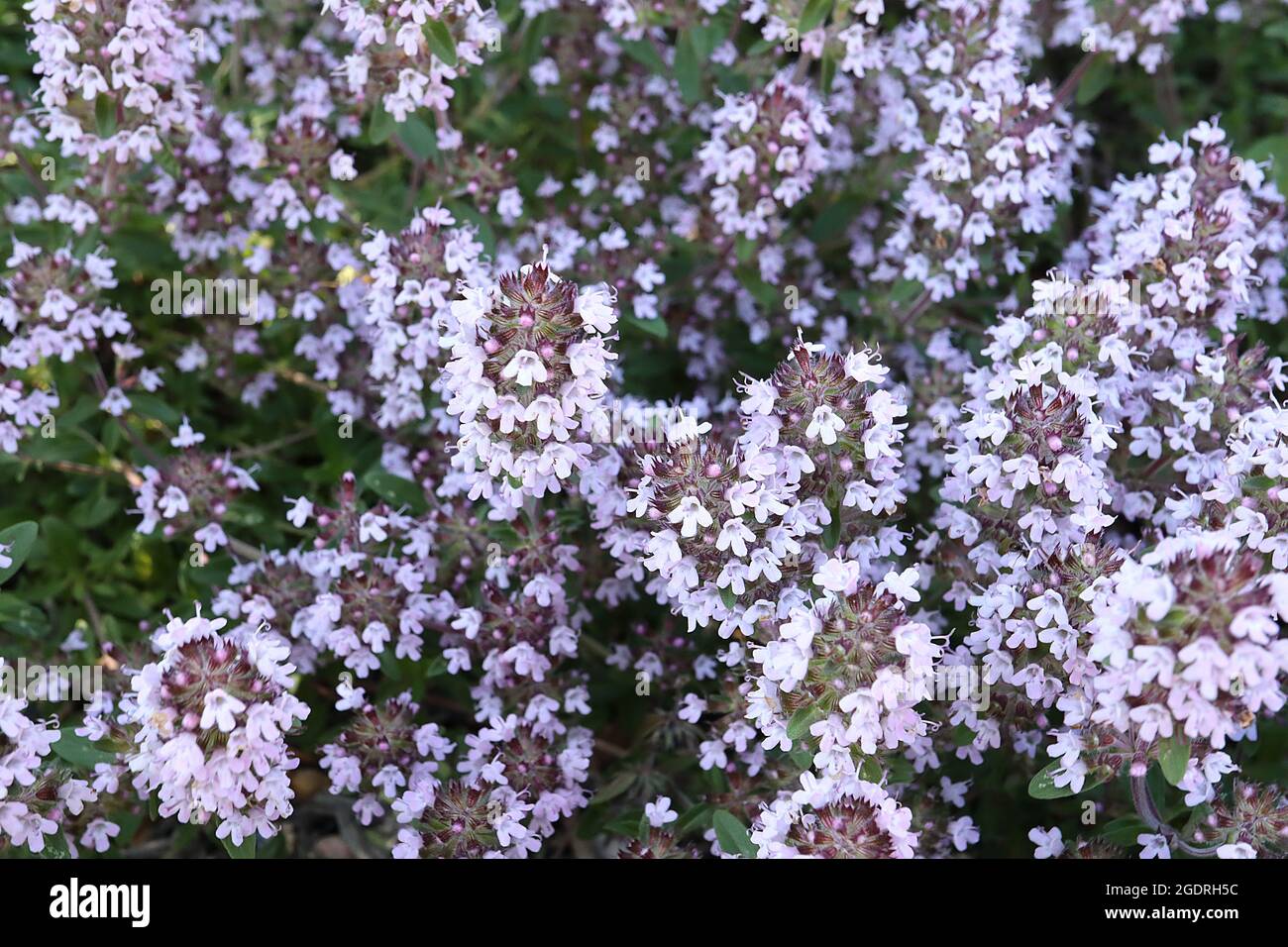 Thymus sibthorpii Sibthorp thyme – conical clusters of tiny open bell-shaped lavender flowers and small ovate leaves on short stems,  July, England,UK Stock Photo