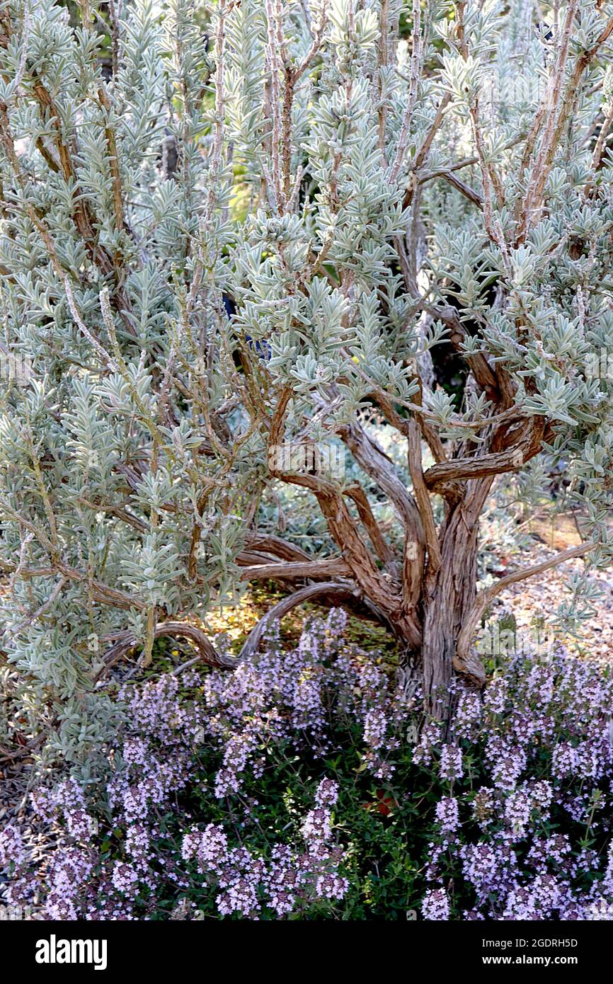 Thymus sibthorpii  Sibthorp thyme – tiny lavender flowers, Rosmarinus x mendizabalii woolly rosemary – grey green hairy needle-like leaves, Stock Photo