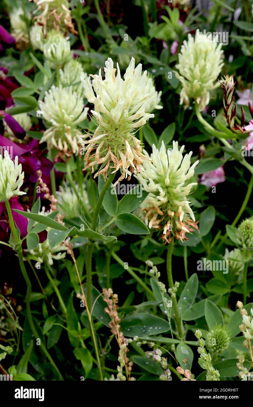Trifolium ochroleucon sulphur clover – rounded flower heads of tubular cream flowers and dark green trifoliate leaves,  July, England, UK Stock Photo