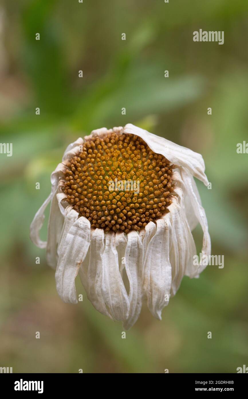The wilted remains of a dying daisy flower at the end of summer Stock