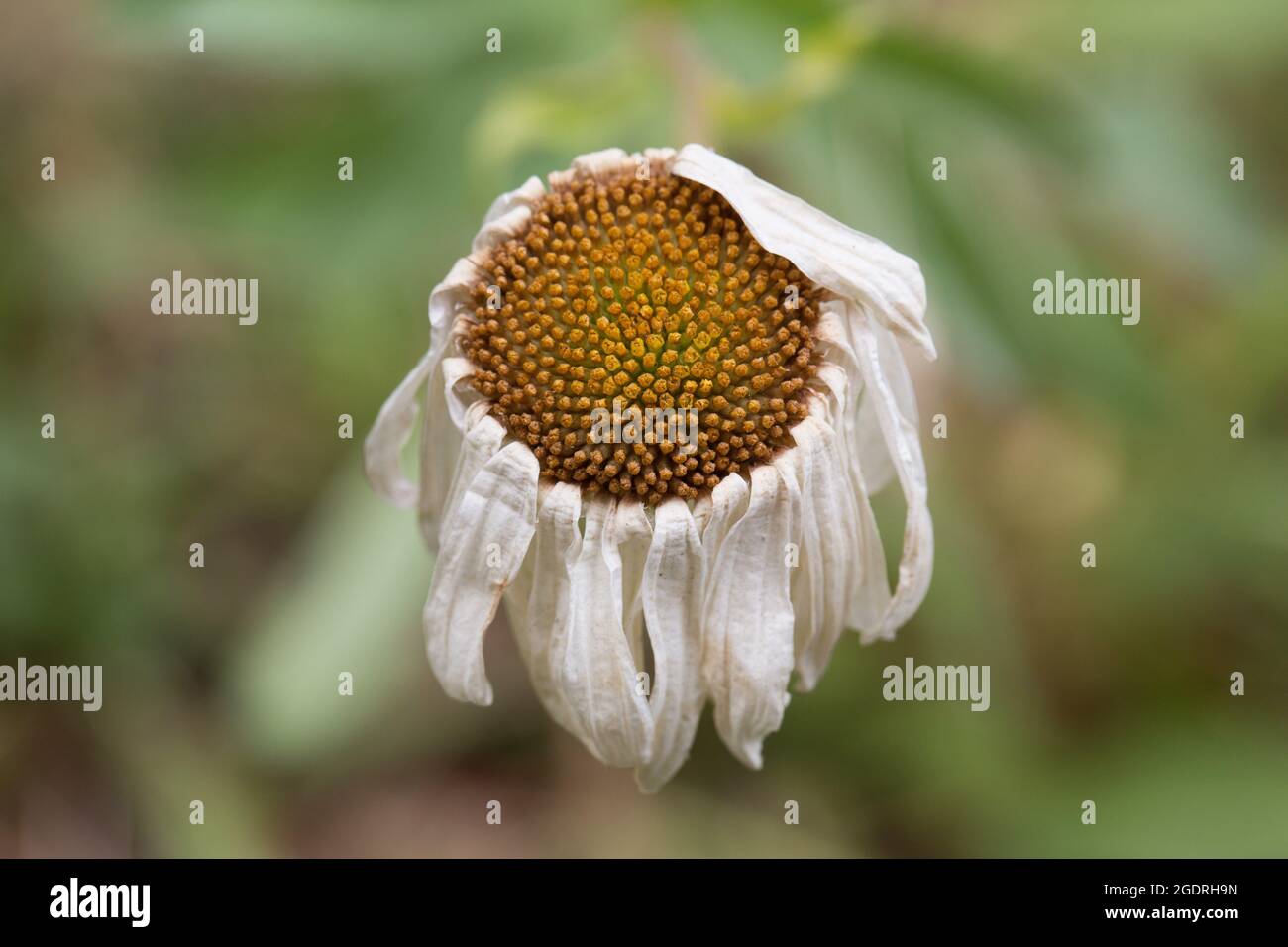 The wilted remains of a dying daisy flower at the end of summer Stock