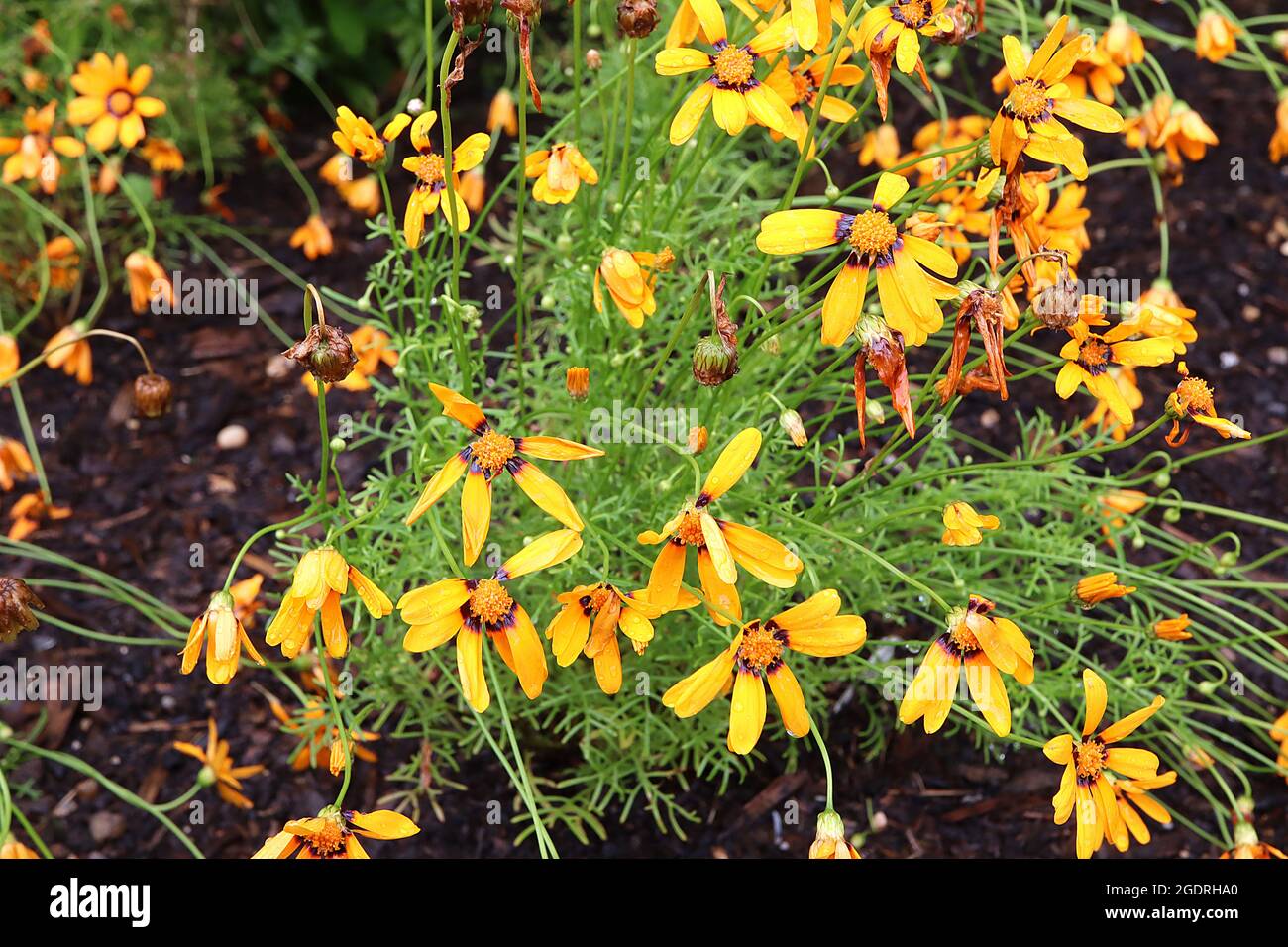 Ursinia anthemoides ‘Solar Fire’ jewel of the veldt Solar Fire – daisy-like flowers with orange ray florets, dark brown halo and orange centre,  July, Stock Photo